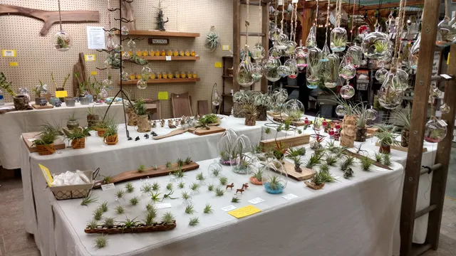 Alice's Air Plants & Savor the Flavor