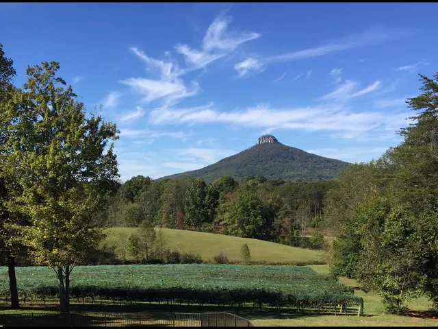 Pilot Mountain Vineyards Wedding Venue