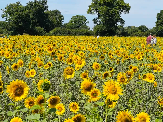 Rougham Estate Farms