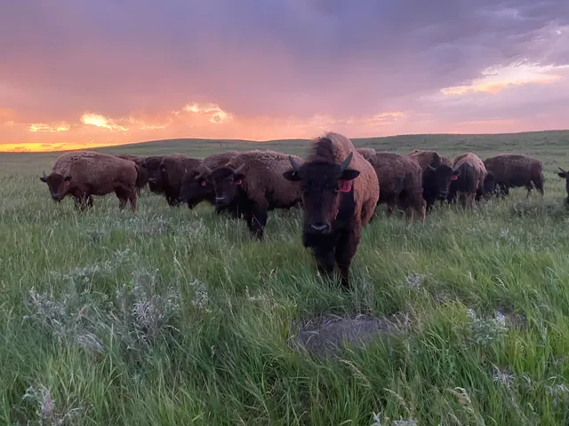 Golden Prairie Bison