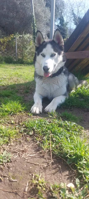 The Dog Island Centro Cinofilo