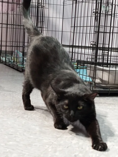 Ella's Feline Rescue Mission