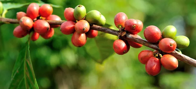 Cecafé - Council of Coffee Exporters of Brazil.