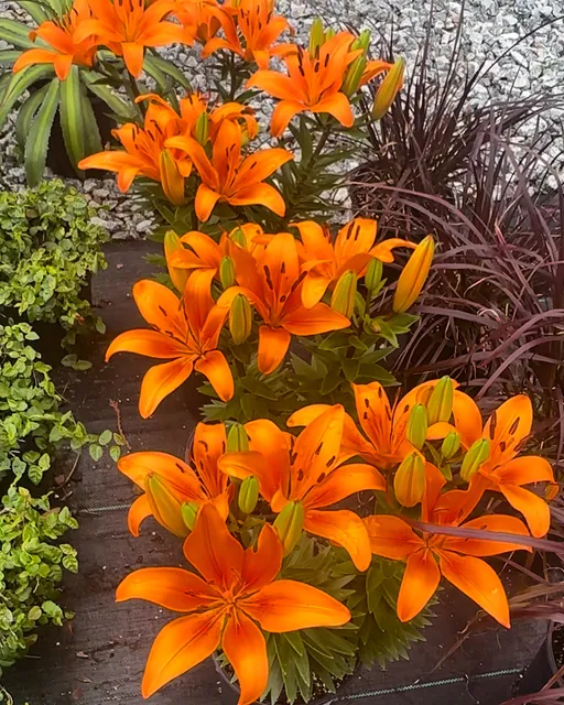 Southern Oaks Nursery & Landscaping