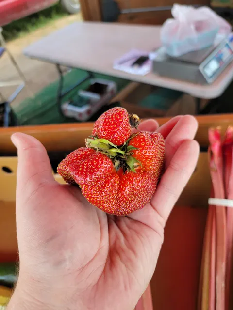 Svihel Vegetable Farm