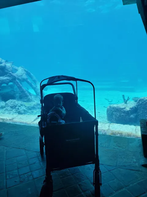 Island Baby Rentals Bahamas