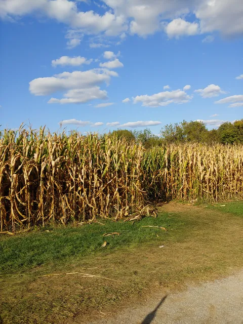 The Farmstead at Oregon Dairy - Corn Maze