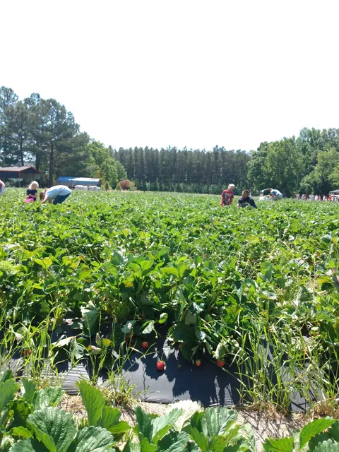 Bear Ridge Farms Inc.