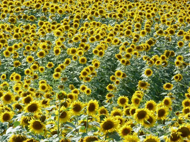 Rogers Feed Mill, Inc