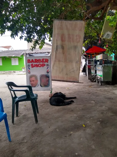 Vasco Barber Under the tree