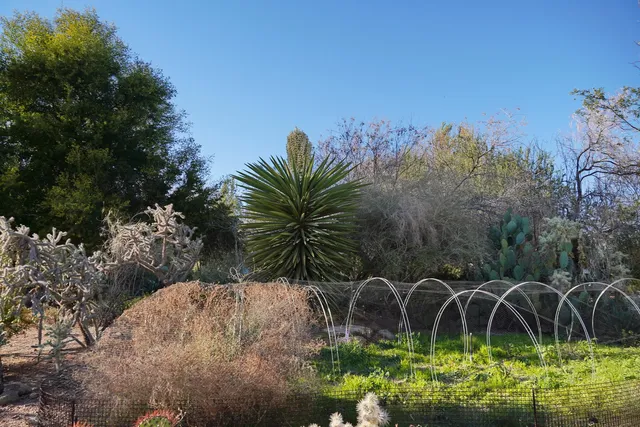 Harriet K. Maxwell Desert Wildflower Loop Trail