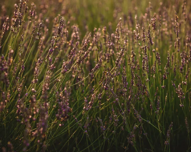 Life Under the Oaks Lavender Farm