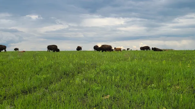 Tallgrass Prairie Nature Trail