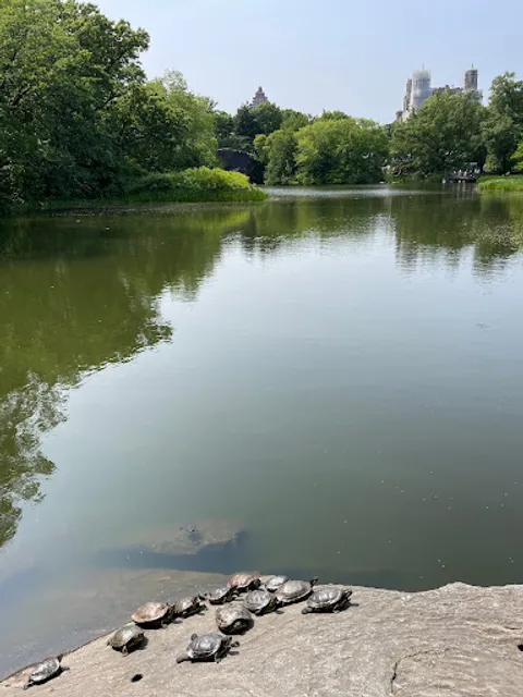 The Central Park Turtle Pond