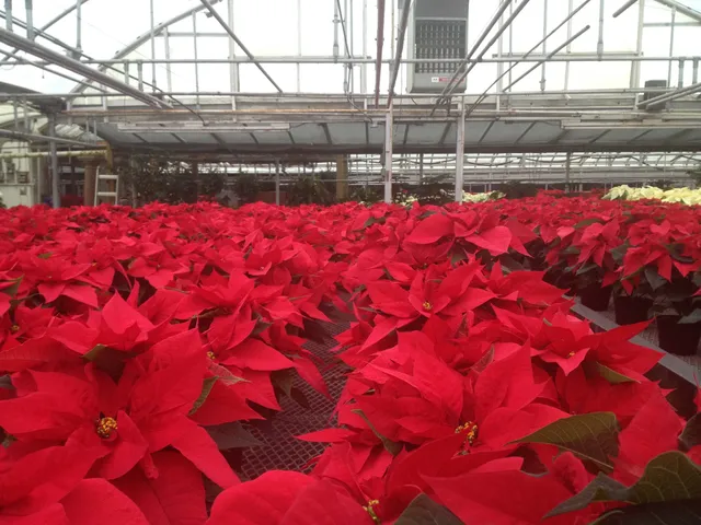 Steuber Florist & Greenhouses