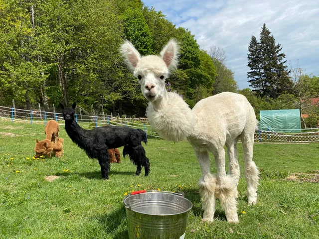 Alpaca Therapy Farm