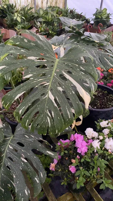 Friendship Acres Farm - NYE FIREWORKS + Plants