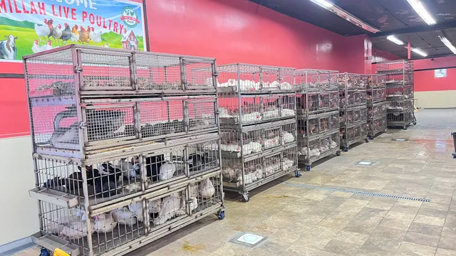 Bismillah Halal live poultry