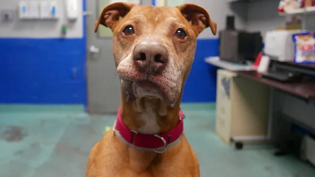 Animal Care Centers of NYC - Staten Island