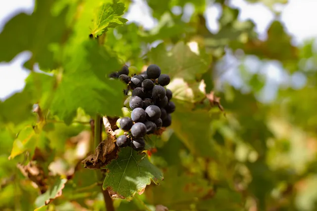 Elite Excursions and Wine Tours