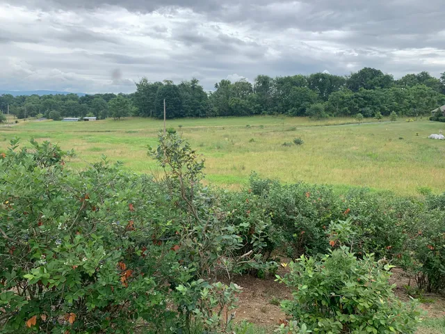 Blue Ridge Berry Farm