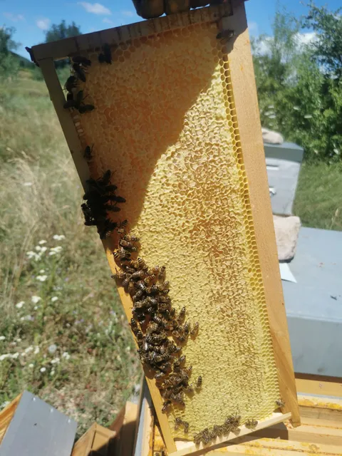 L'Oliveraie de la Bastide