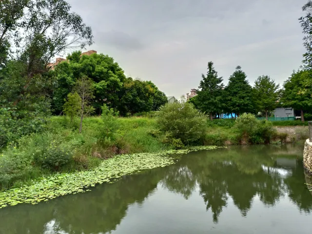 士校大池（士校生態埤塘公園）