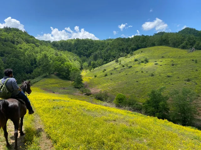 Smoky Mountain Trail Rides