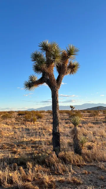 Butte Valley Wildflower Sanctuary