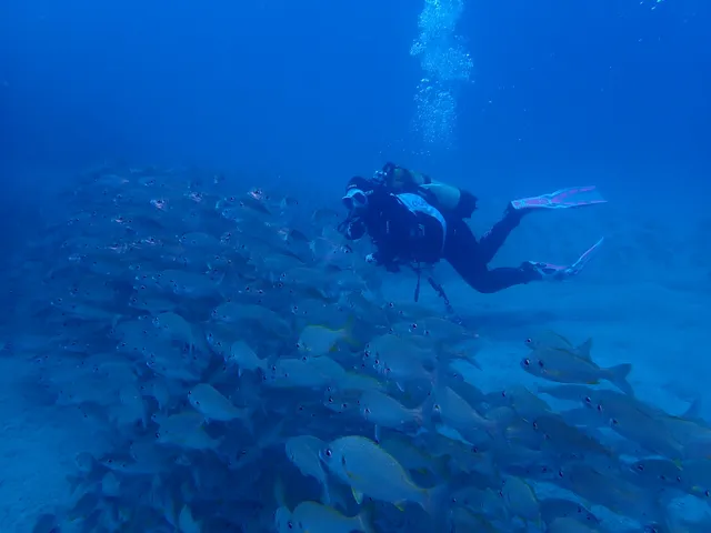 Blue Bottom Diving
