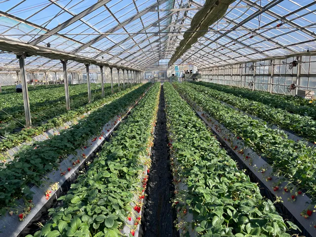 Strawberry House Kayama Farm