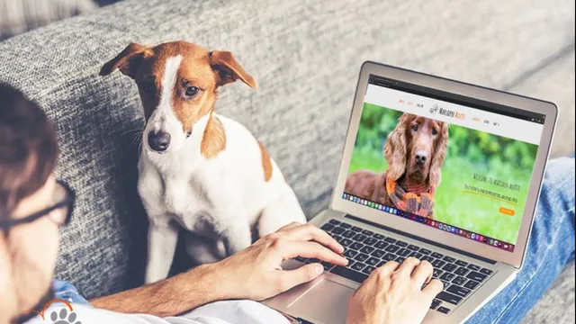 Marsden Mutts Secure Dog Field