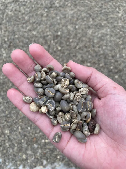 Pabrik Kopi Gayo Asa Coffee