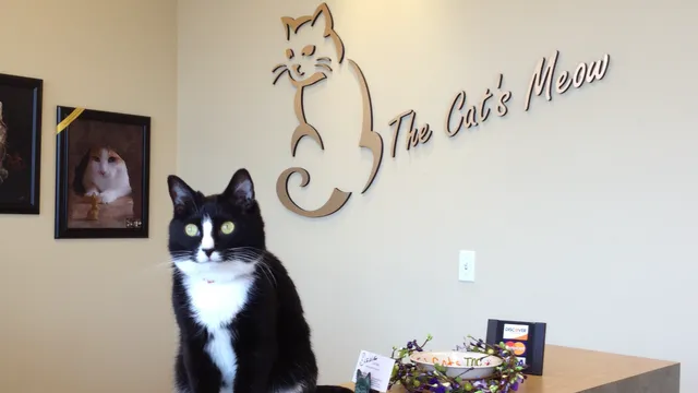 The Cat's Meow Cat Clinic