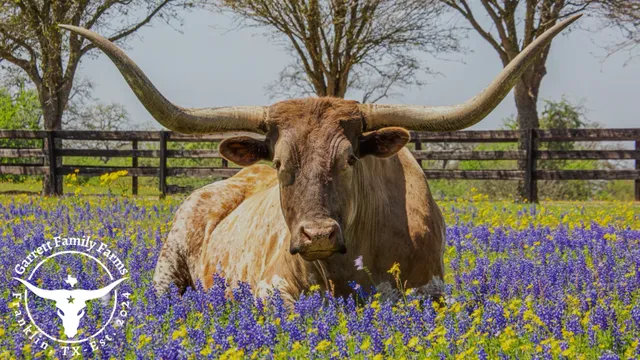 Garrett Family Farms