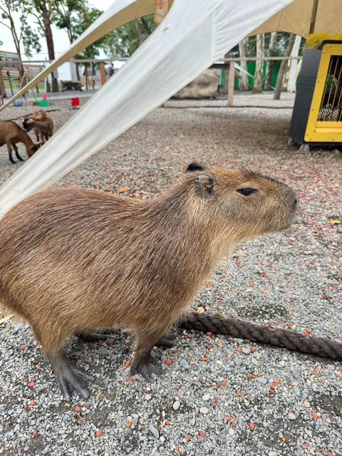 咩咩上樹萌寵樂園