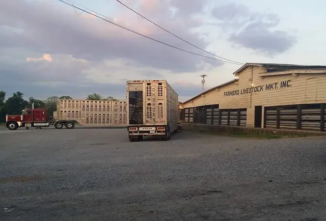 Farmers Livestock Market
