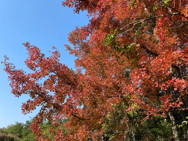 Kau Tam Tso Sweet Gum Trees