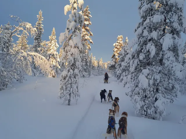 Koiramäen Huskys/ Doghill Huskys