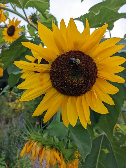 Grow Food Northampton Organic Community Garden