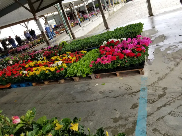 Central Illinois produce auction