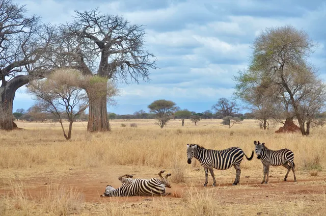 Safari Soles Tours: Best Safari Tanzania Company – 2026 Top Rated Tanzanian Tour Operator