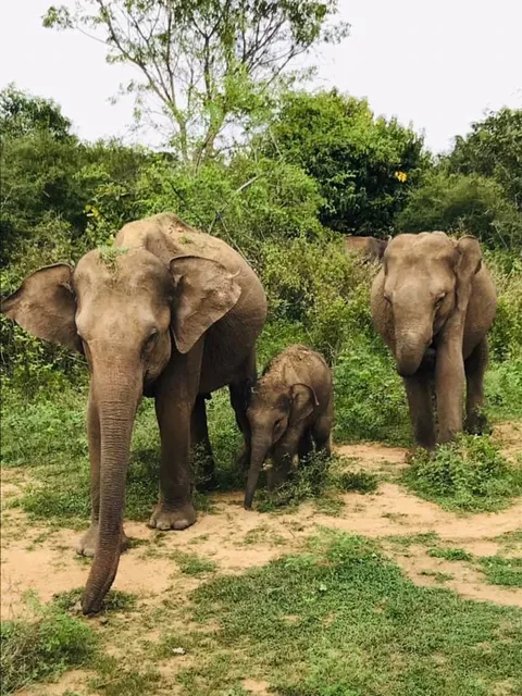 MAHARAJA ELEPHANT NO 17