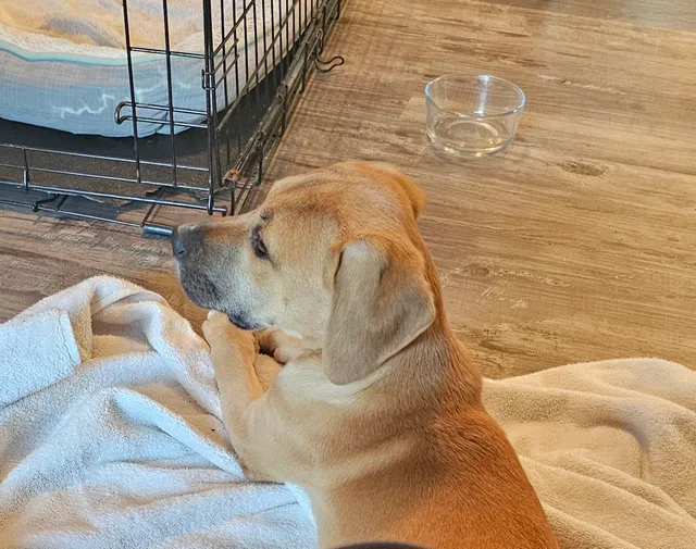 Sullivan County SPCA