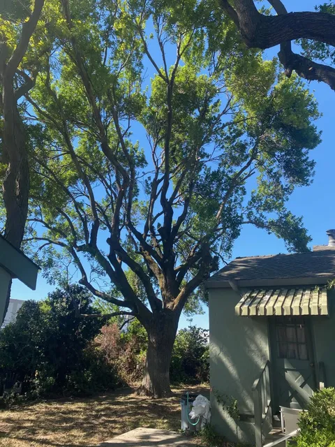 Carrillo's Tree Care