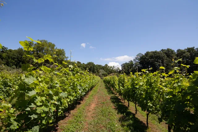 Azienda Agricola Pian della Chiesa