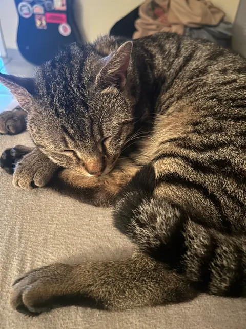 VCA Bay Hill Cat Hospital