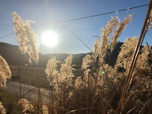 Apartment Golden Fields