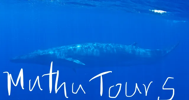 Muthu Tours Mirissa