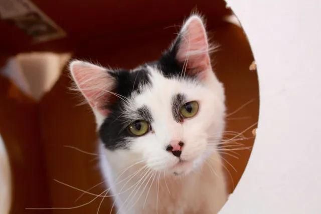 Tenth Life Cat Rescue